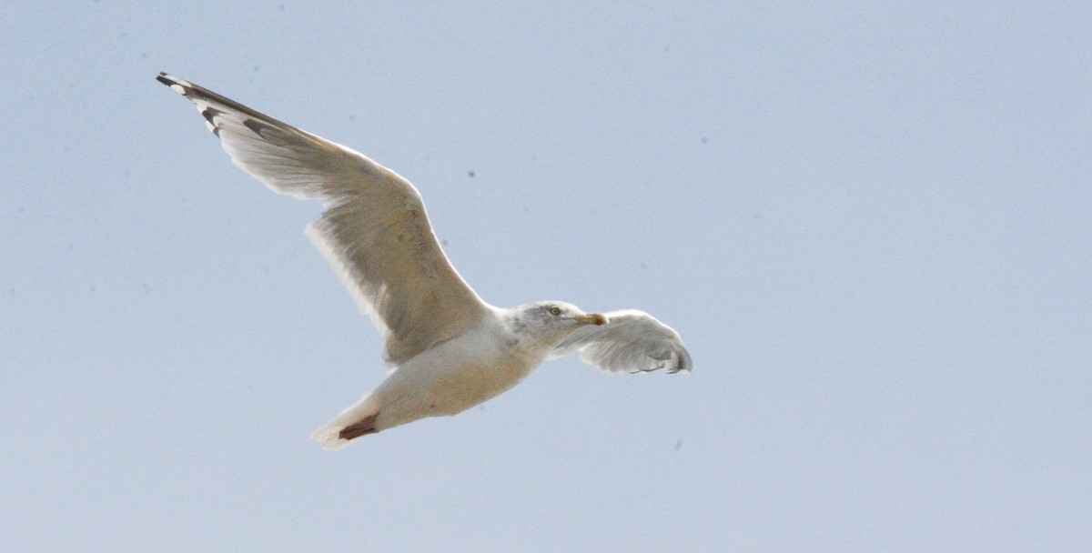 racek stříbřitý (ssp. smithsonianus) - ML623772011