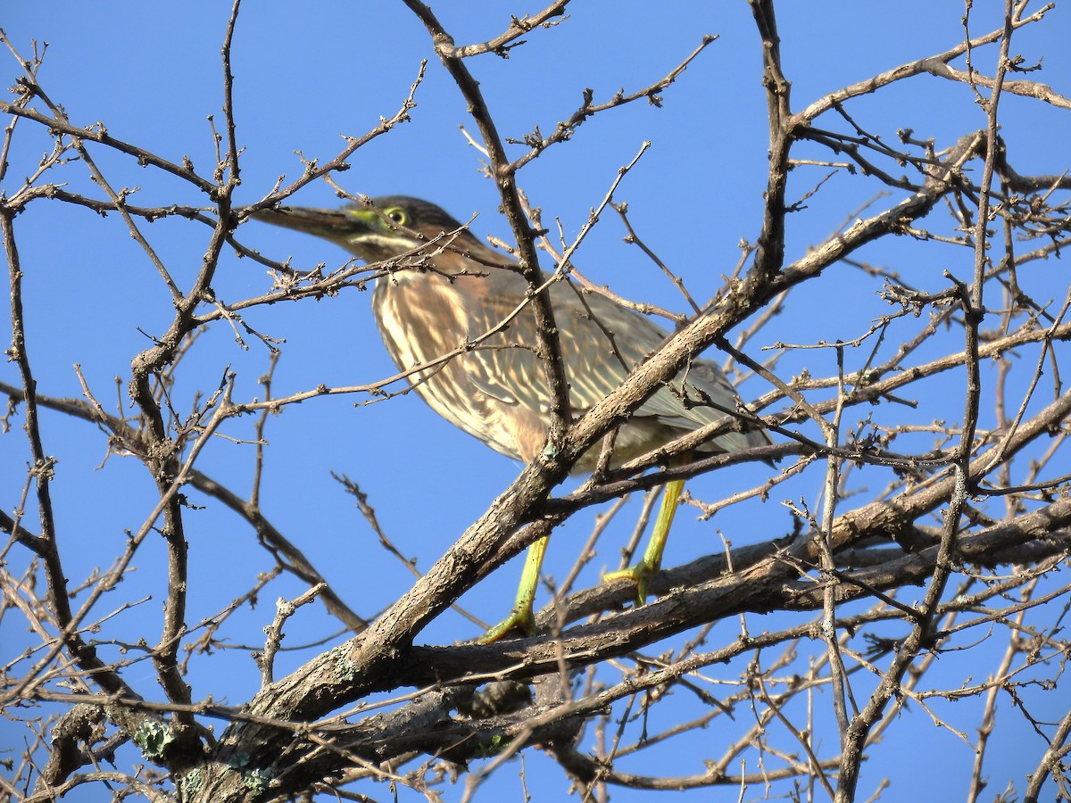 Green Heron - ML623772012