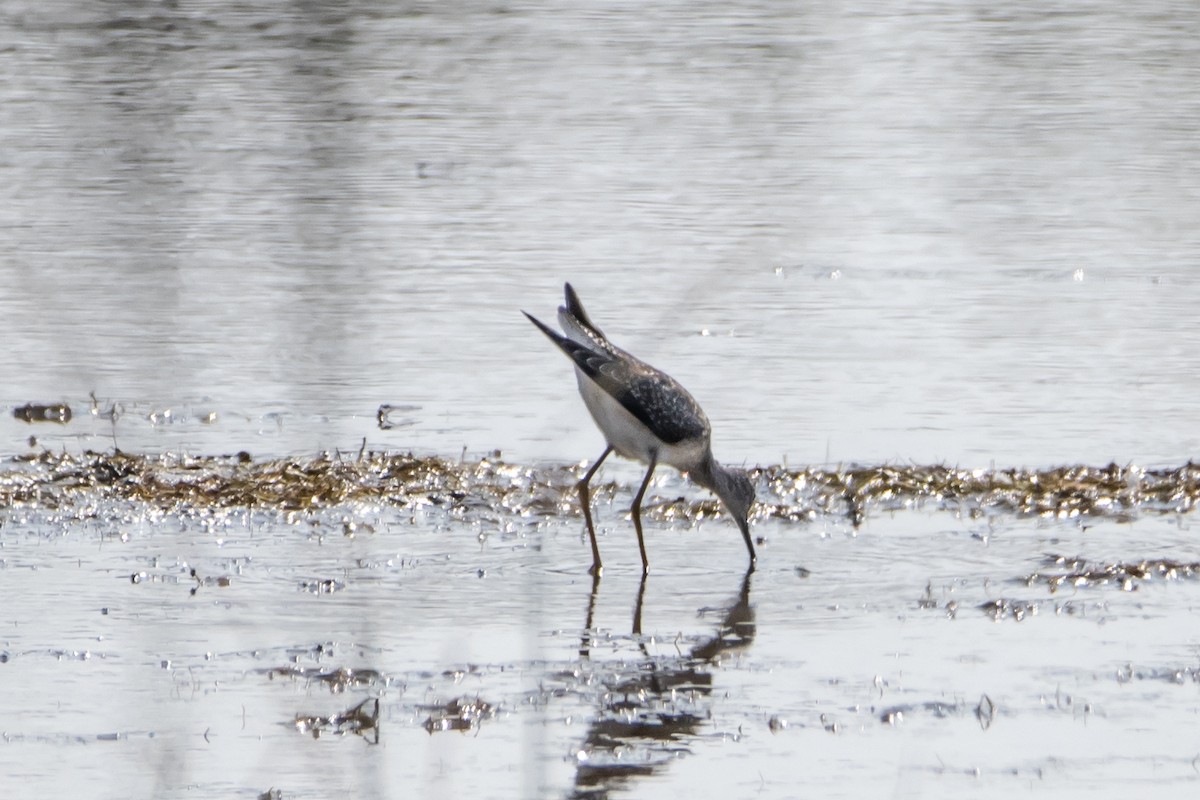 Lesser Yellowlegs - Lazar Cvijanovic