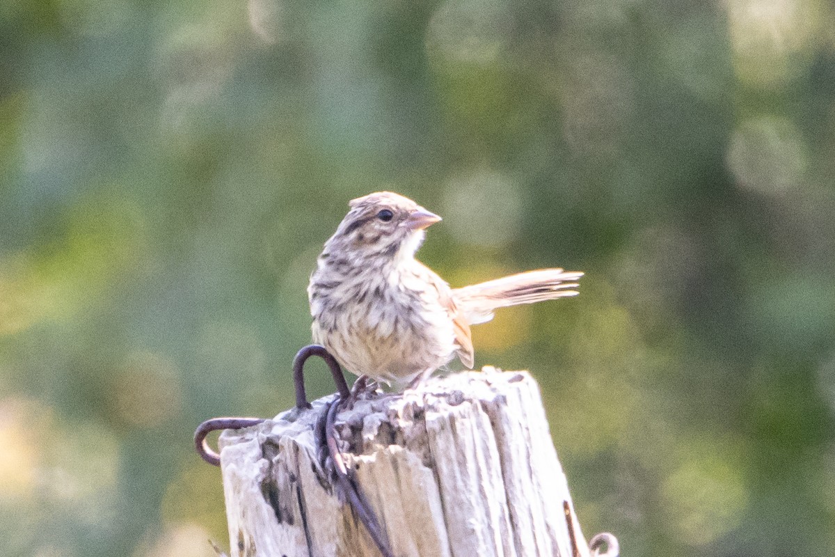 Song Sparrow - ML623772030