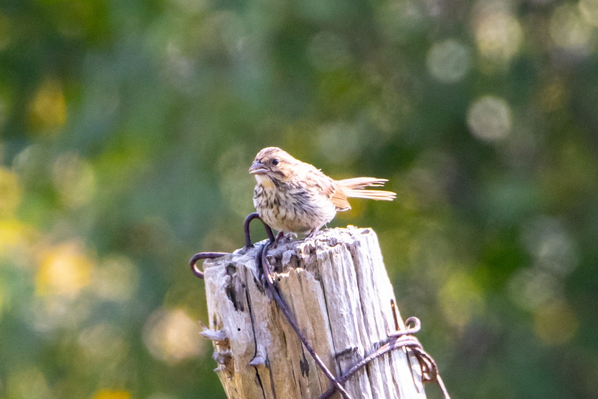 Song Sparrow - Lazar Cvijanovic