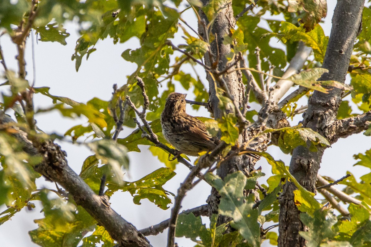 Song Sparrow - ML623772032