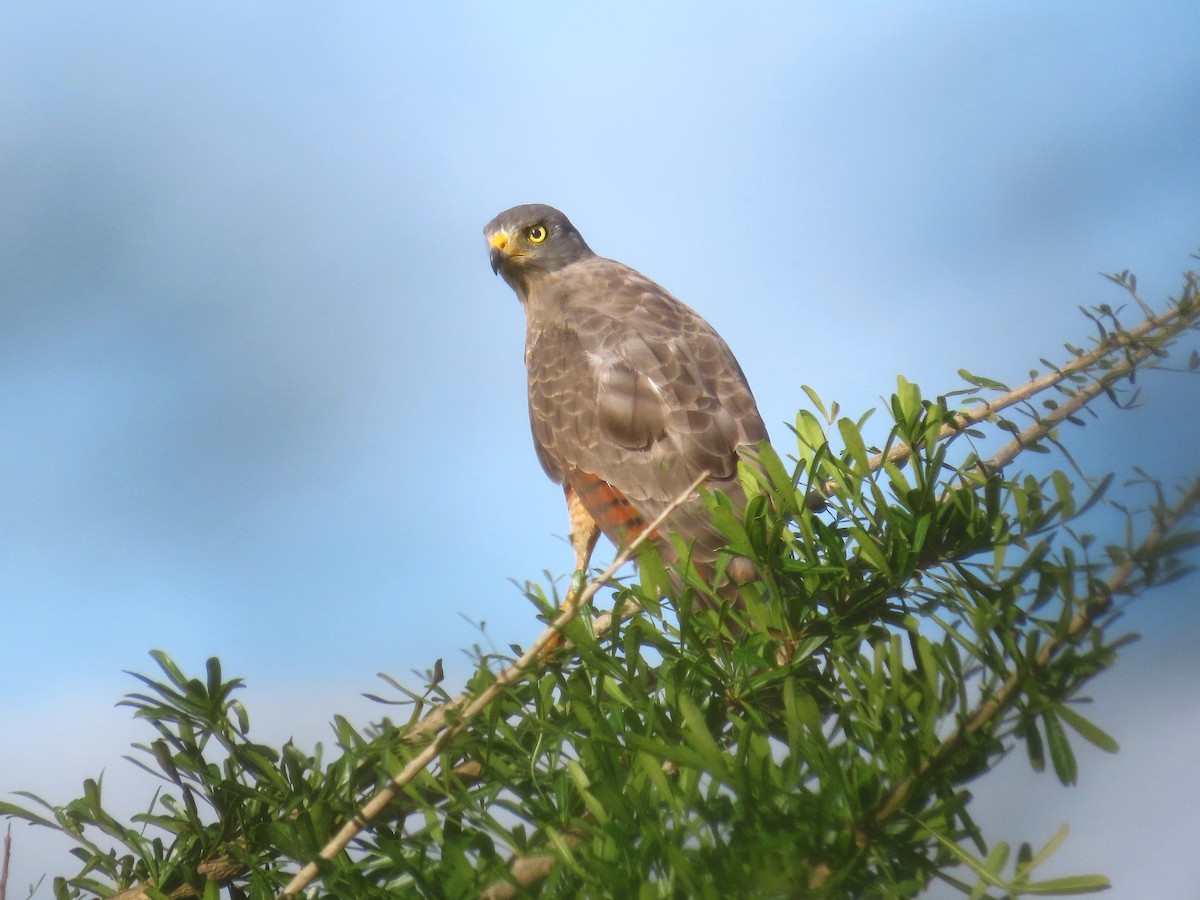 Roadside Hawk - ML623772039