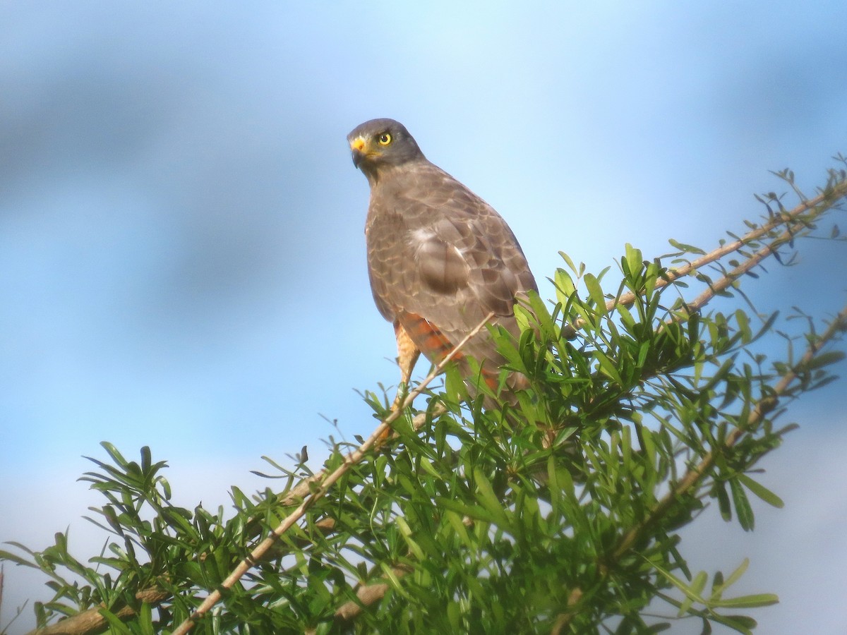 Roadside Hawk - Alfonso Auerbach