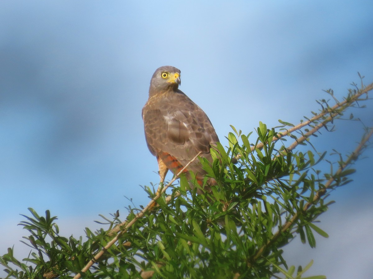 Roadside Hawk - ML623772041