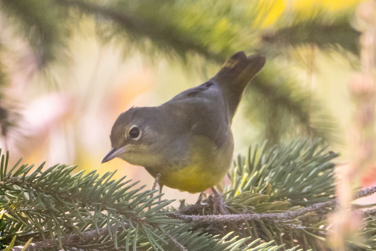 Mourning Warbler - ML623772042