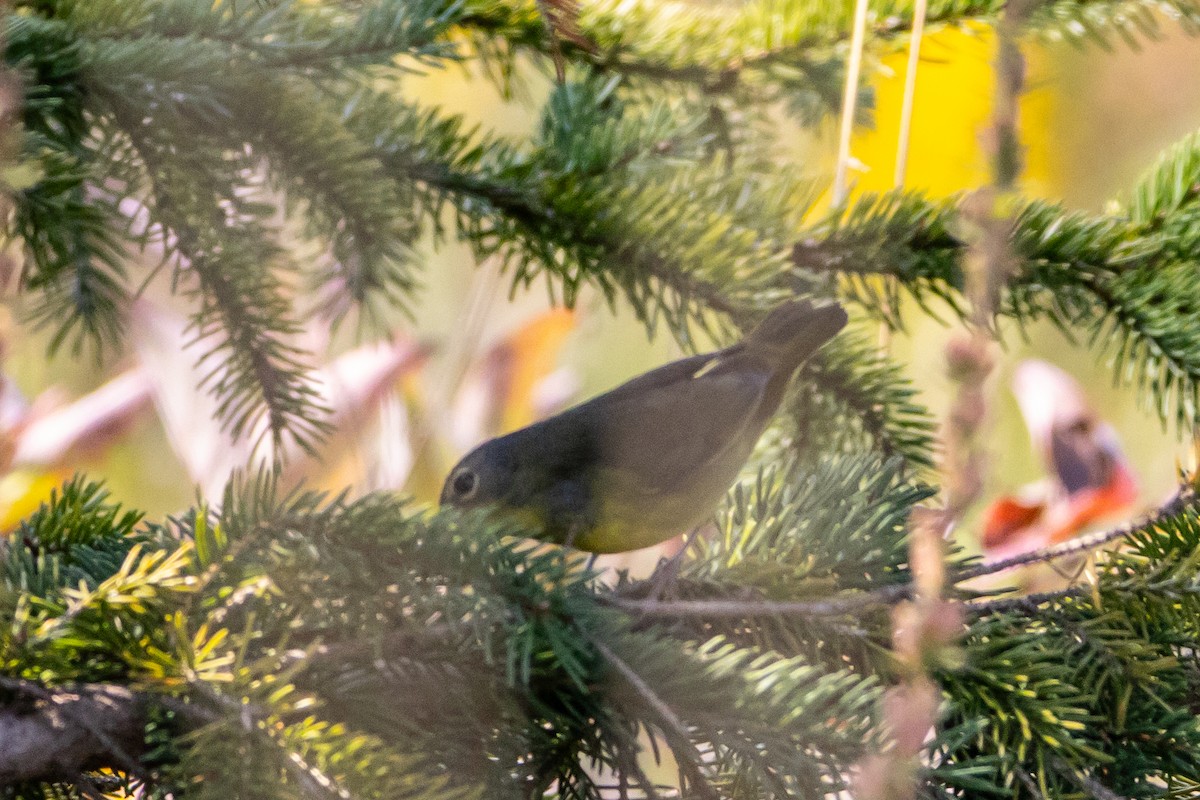 Mourning Warbler - ML623772043