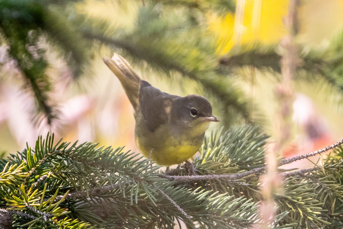 Mourning Warbler - ML623772044