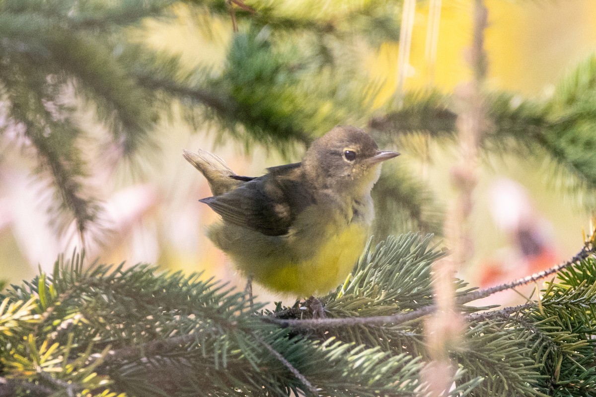 Mourning Warbler - ML623772049