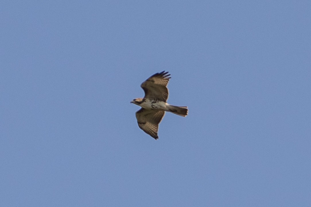 Red-tailed Hawk - Lazar Cvijanovic