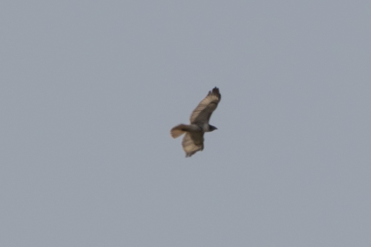 Red-tailed Hawk - ML623772057