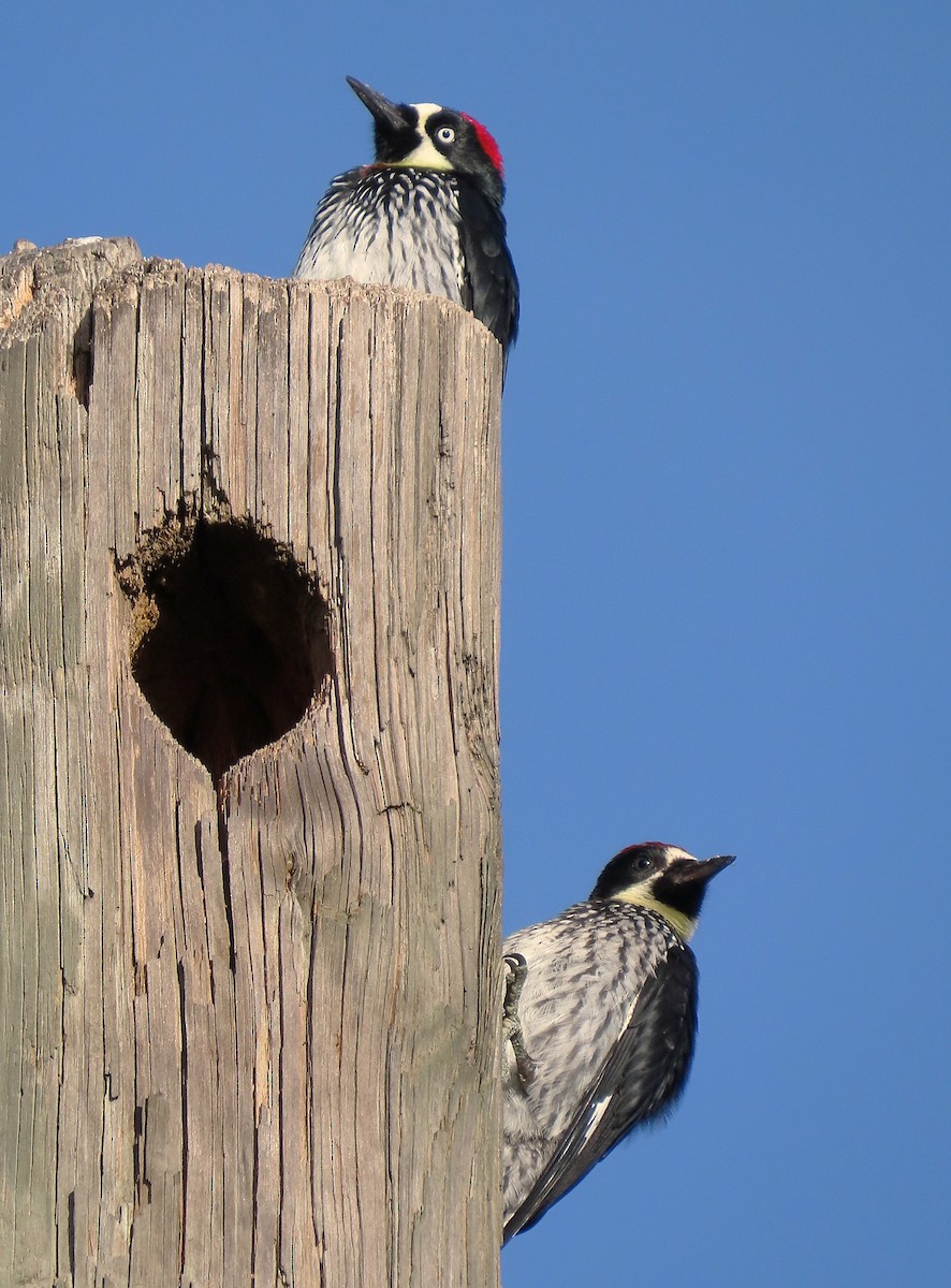 Acorn Woodpecker - ML623772059