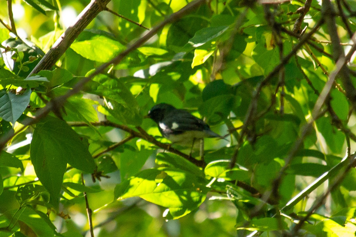 Black-throated Blue Warbler - ML623772072