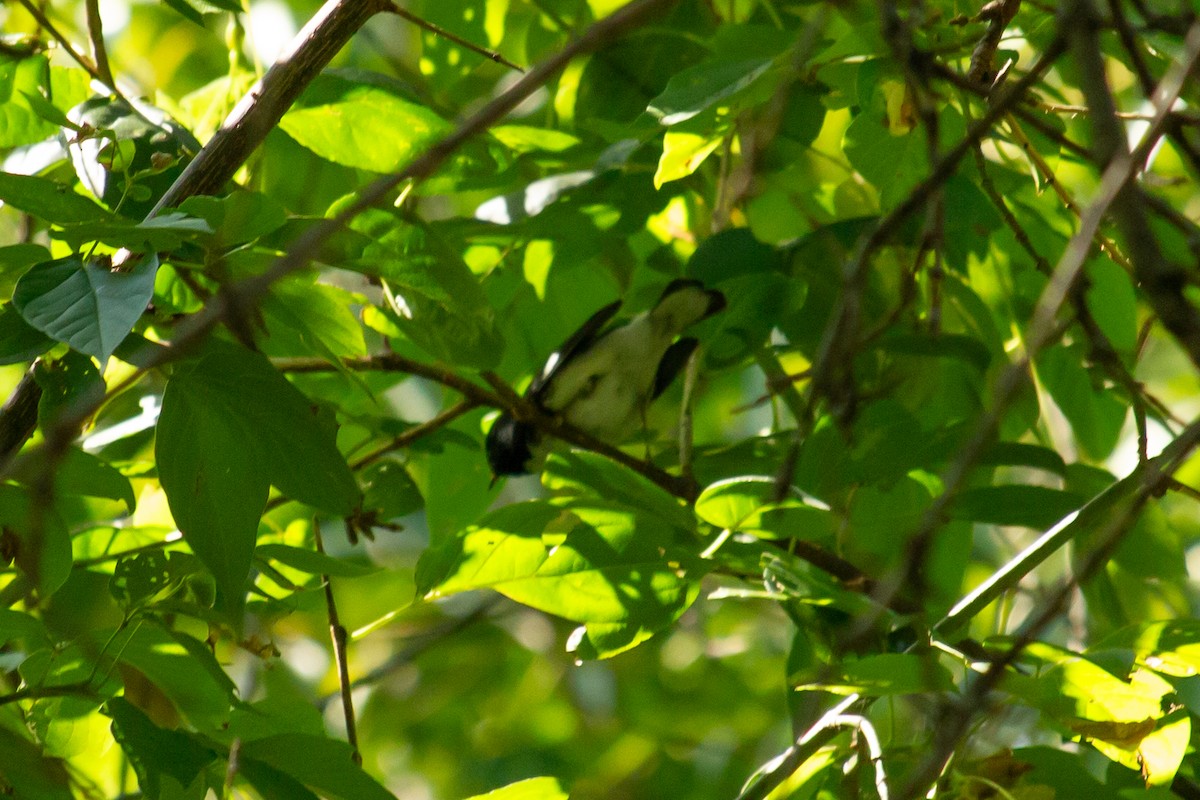 Black-throated Blue Warbler - ML623772073