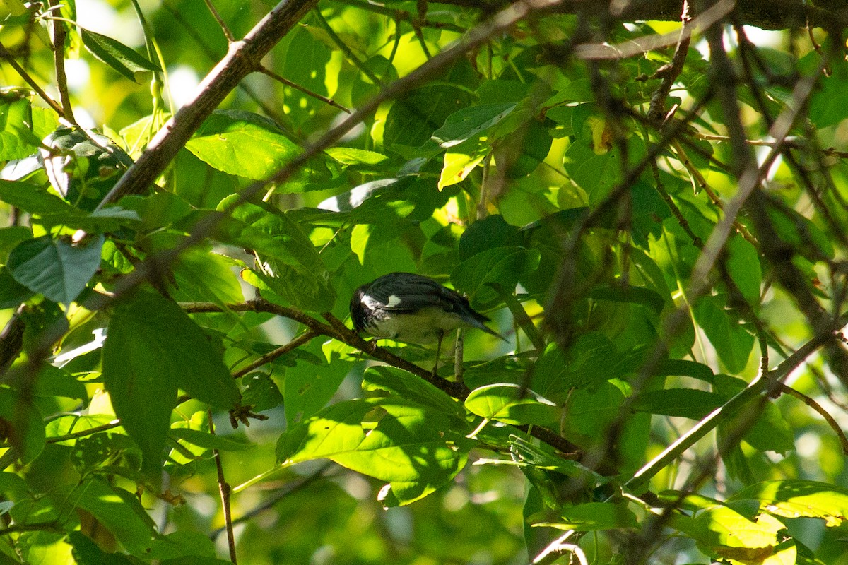 Black-throated Blue Warbler - ML623772074