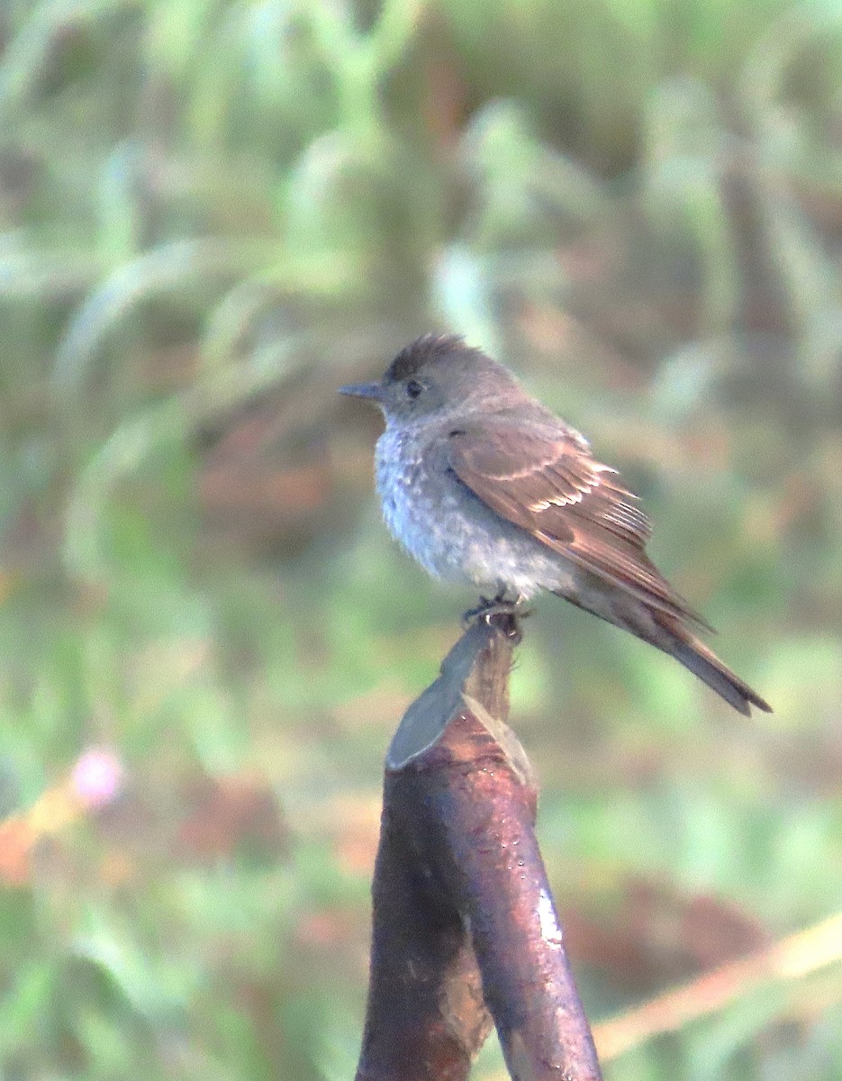 Western Wood-Pewee - ML623772079