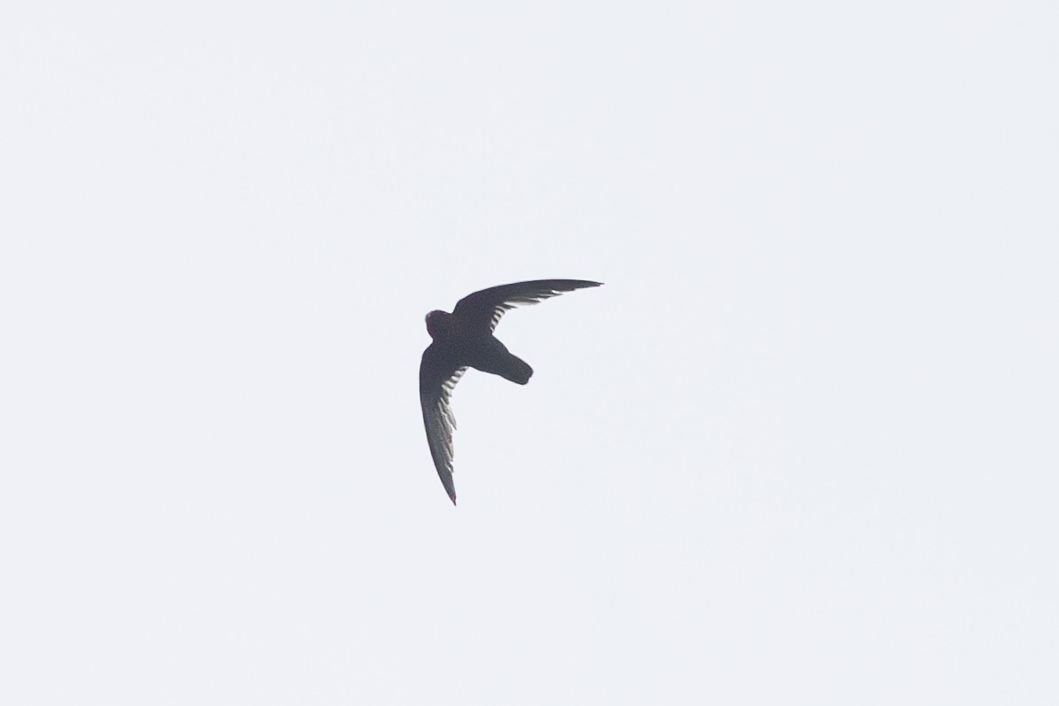 Chestnut-collared Swift - ML623772100