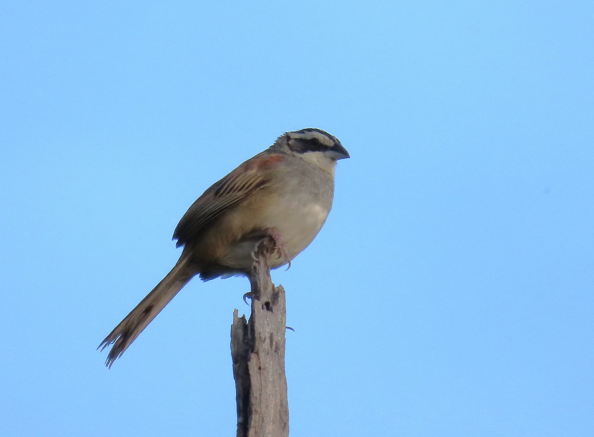 Stripe-headed Sparrow - ML623772122