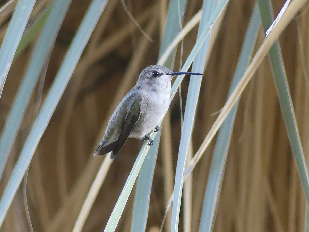 Costa's Hummingbird - ML623772167