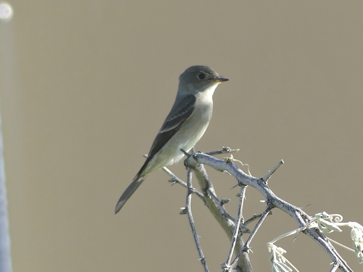 Western Wood-Pewee - ML623772181