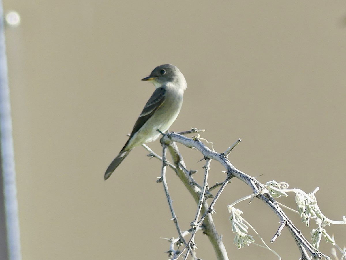 Western Wood-Pewee - ML623772182