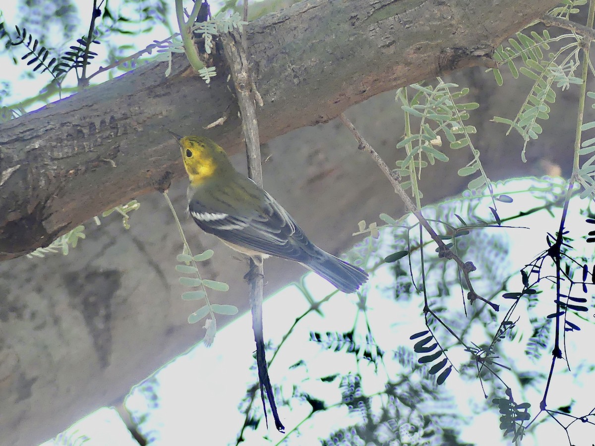 Hermit Warbler - ML623772249