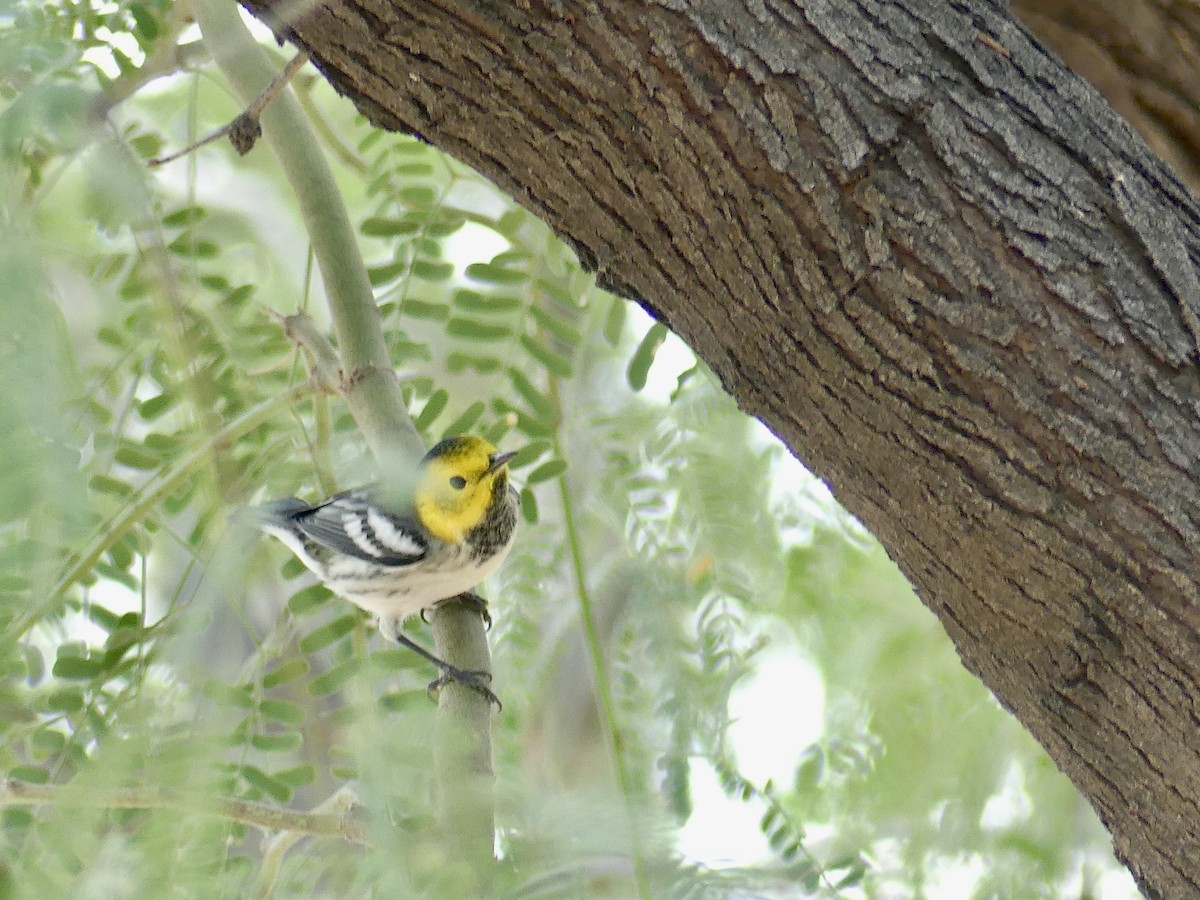 Hermit Warbler - ML623772250