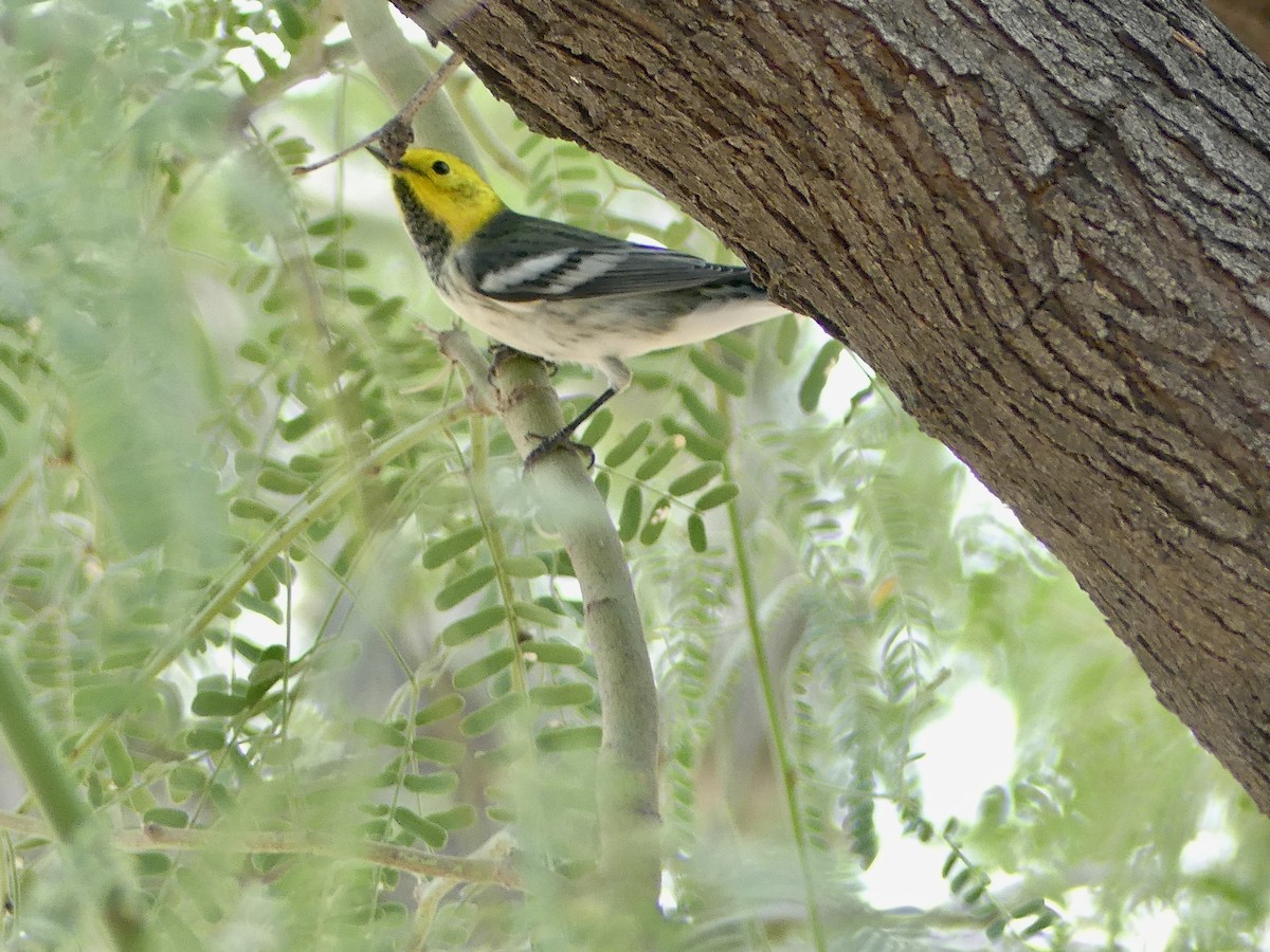 Hermit Warbler - ML623772251