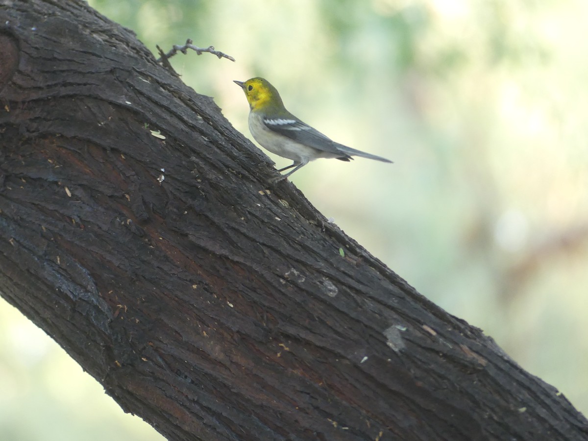 Hermit Warbler - ML623772252