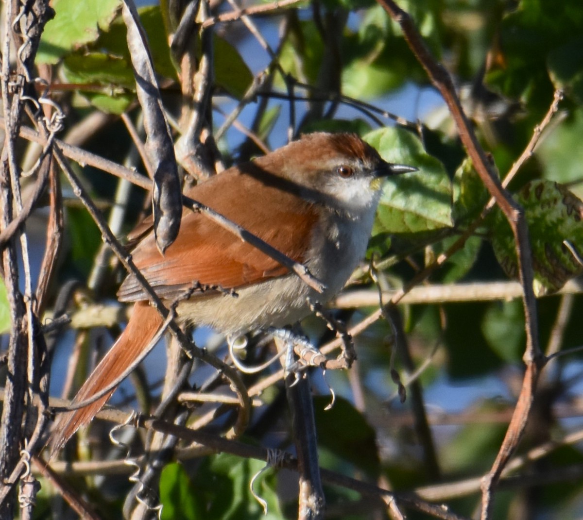 Yellow-chinned Spinetail - ML623772270