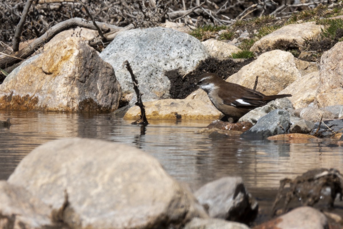 White-winged Cinclodes - ML623772273