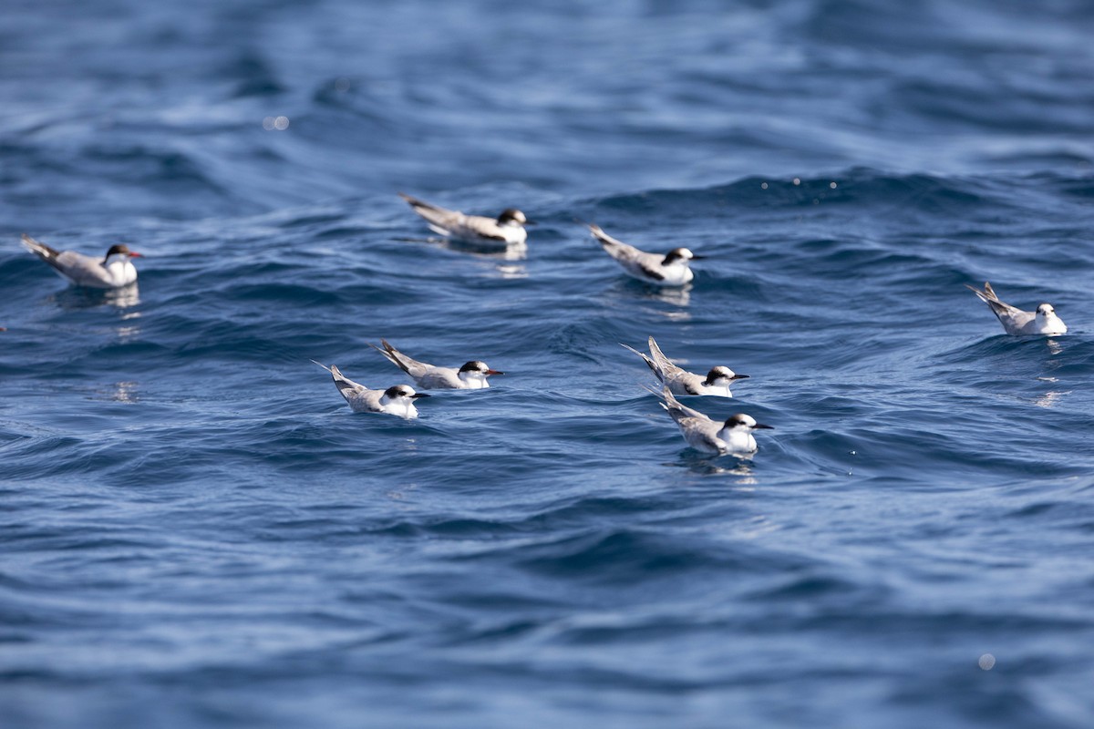 Common Tern - ML623772333