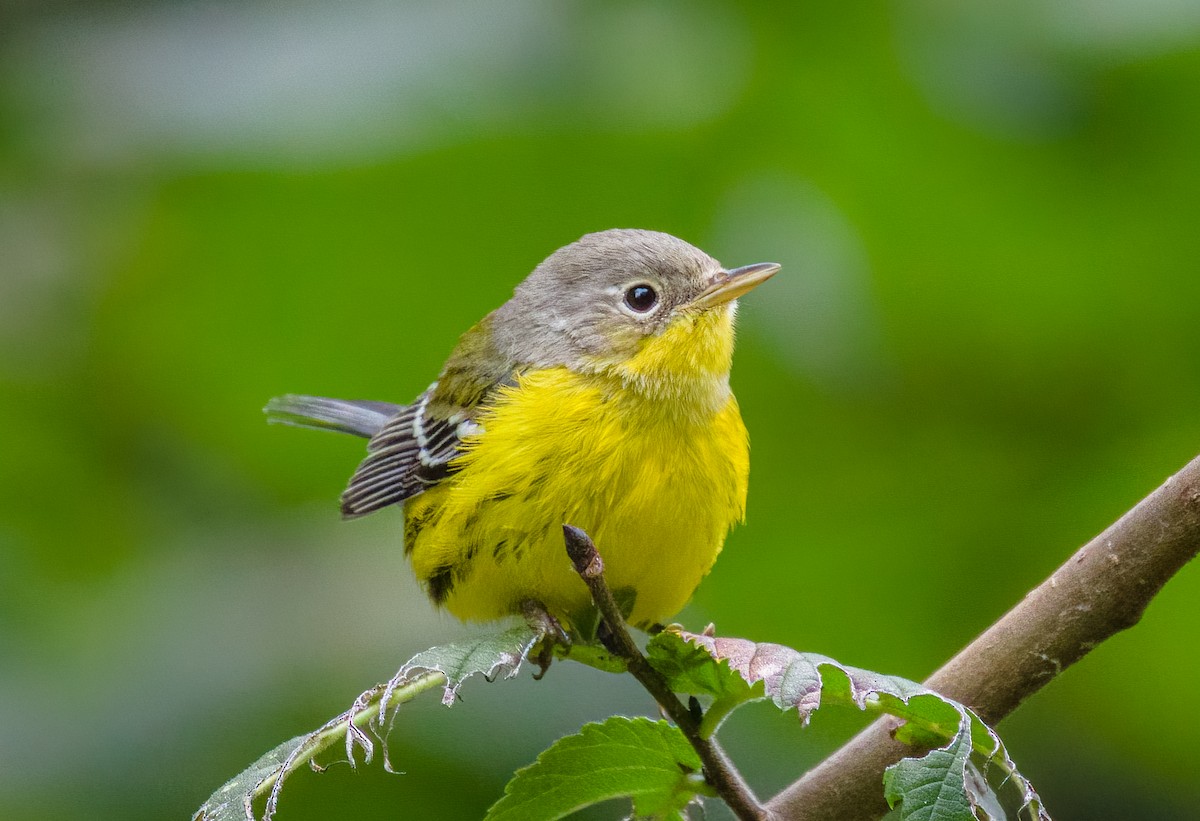 Magnolia Warbler - ML623772341