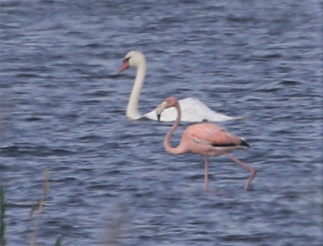 American Flamingo - ML623772344