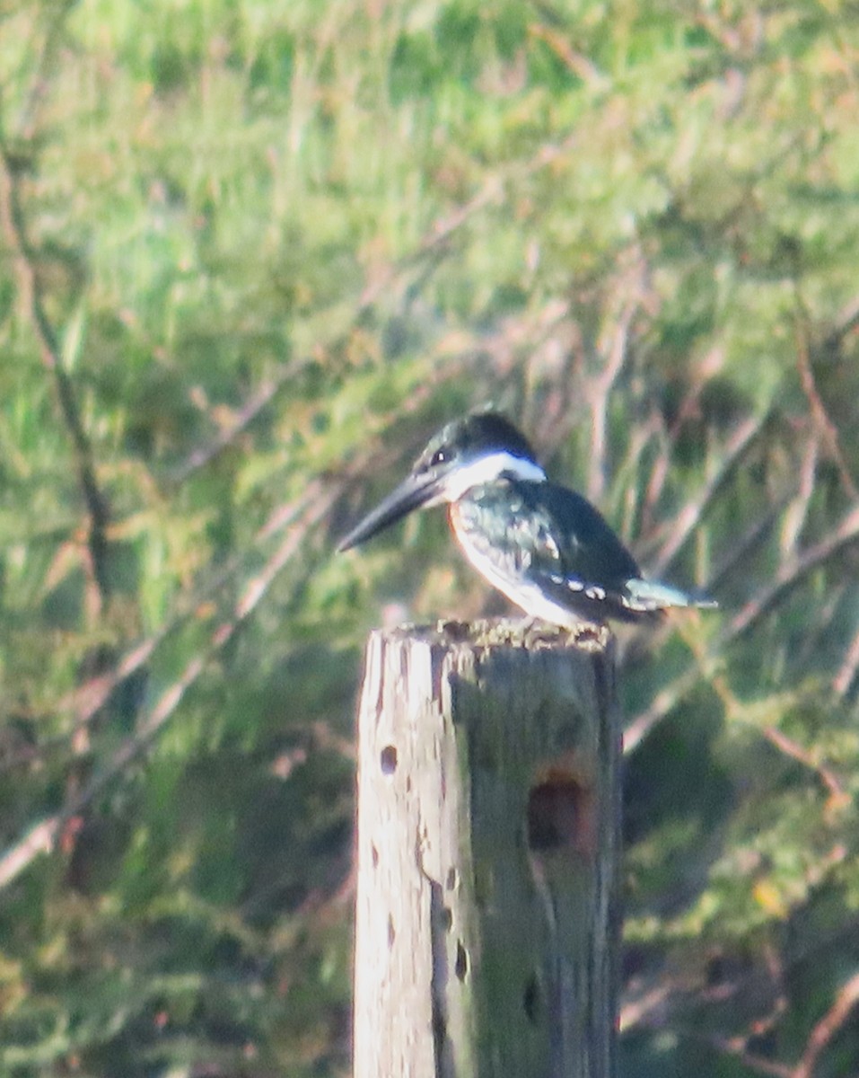 Green Kingfisher - ML623772352