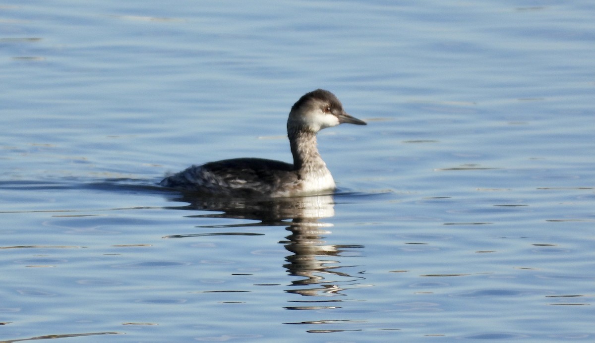 Eared Grebe - Peter Smythe