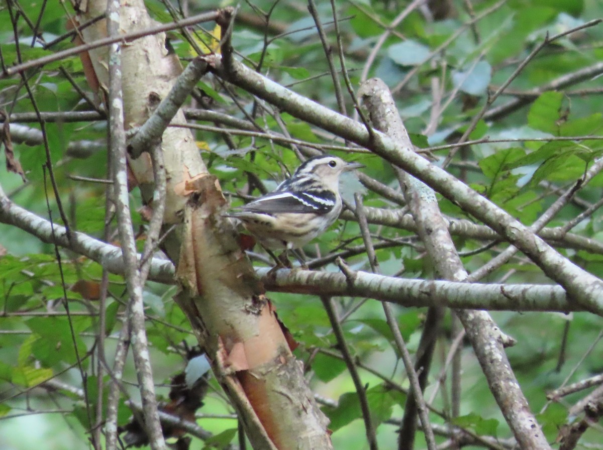 Black-and-white Warbler - ML623772441