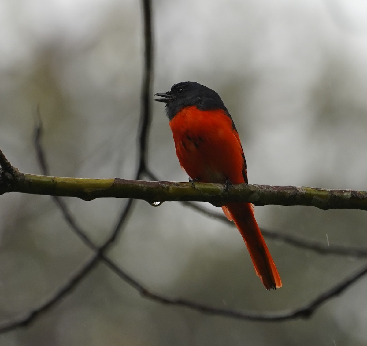 Gray-chinned Minivet - ML623772525