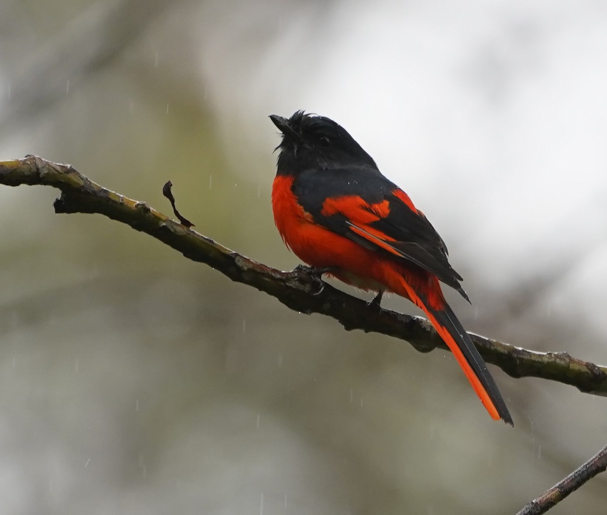 Gray-chinned Minivet - ML623772526