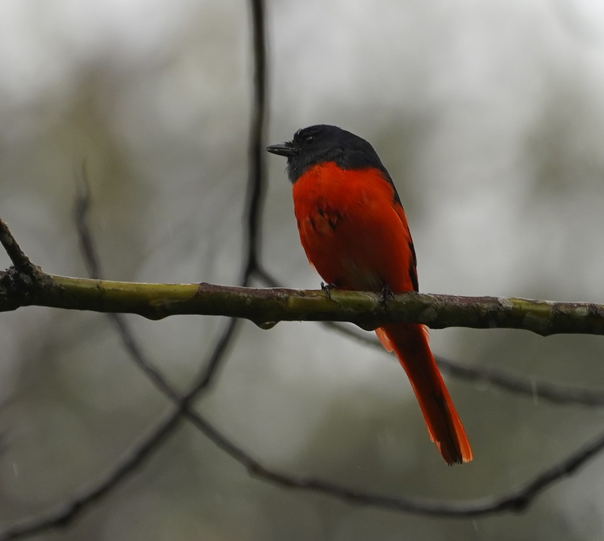 Gray-chinned Minivet - ML623772527