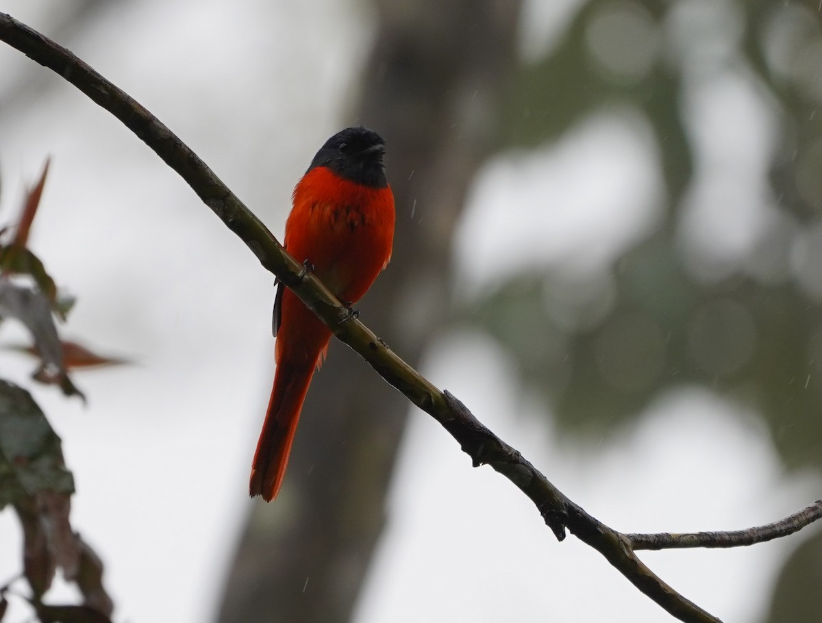 Gray-chinned Minivet - ML623772528