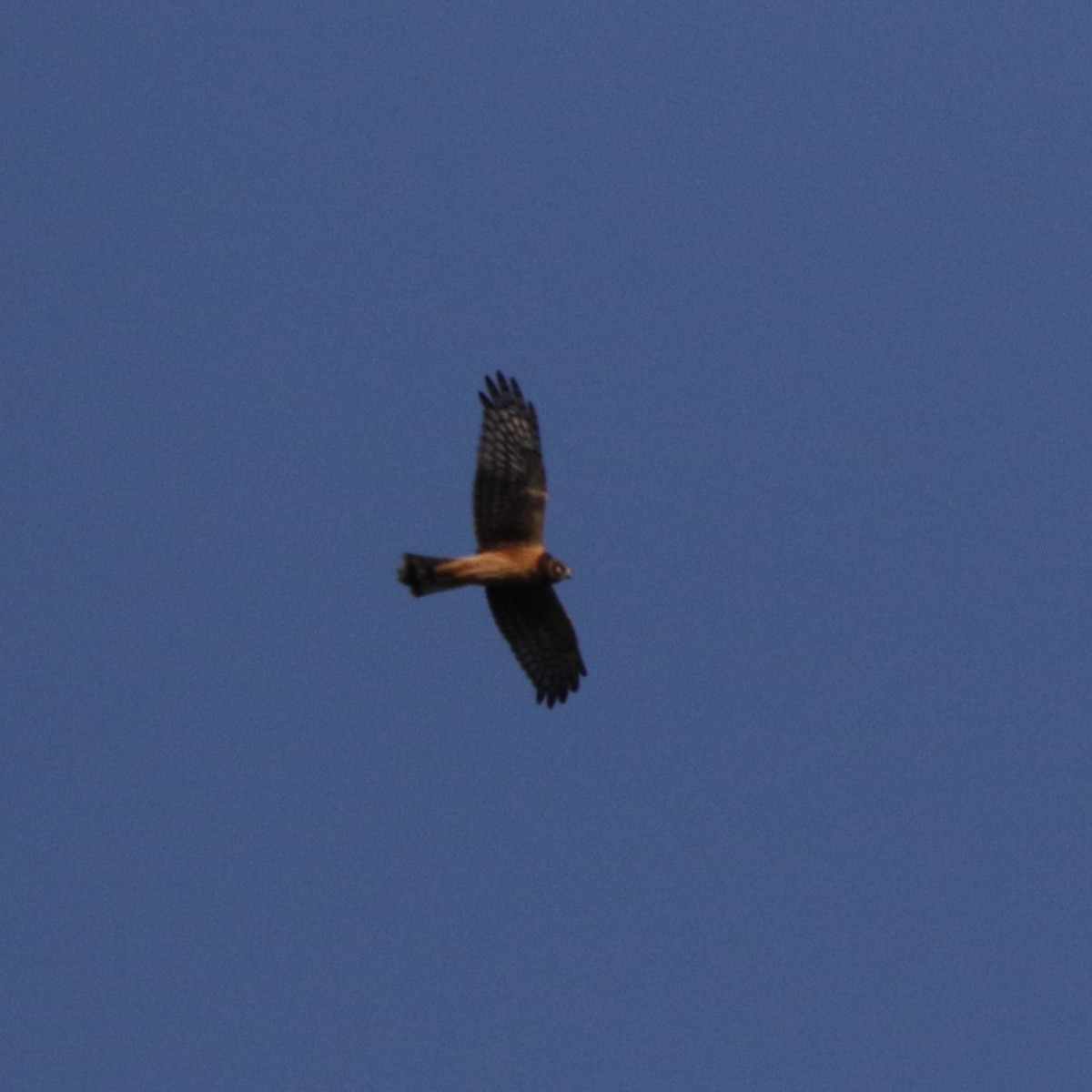 Northern Harrier - Michael Ingles