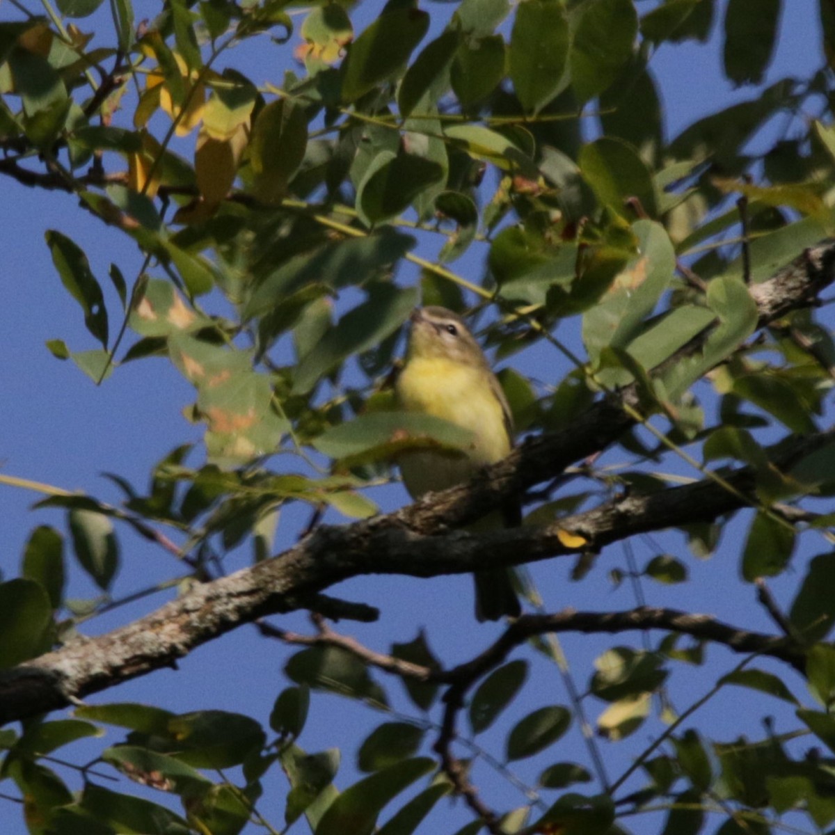 Philadelphia Vireo - Michael Ingles