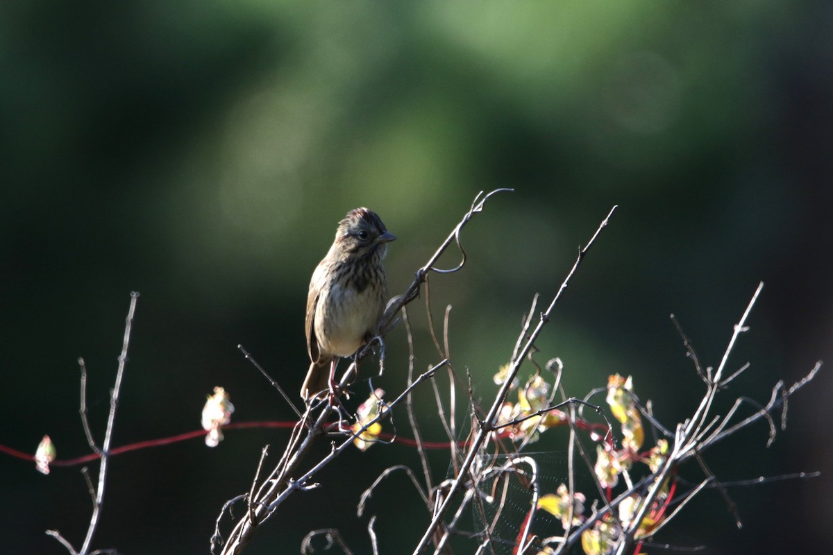 Lincoln's Sparrow - ML623772598