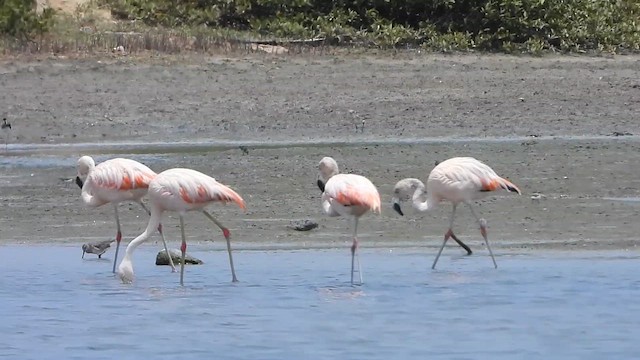 Chilean Flamingo - ML623772601