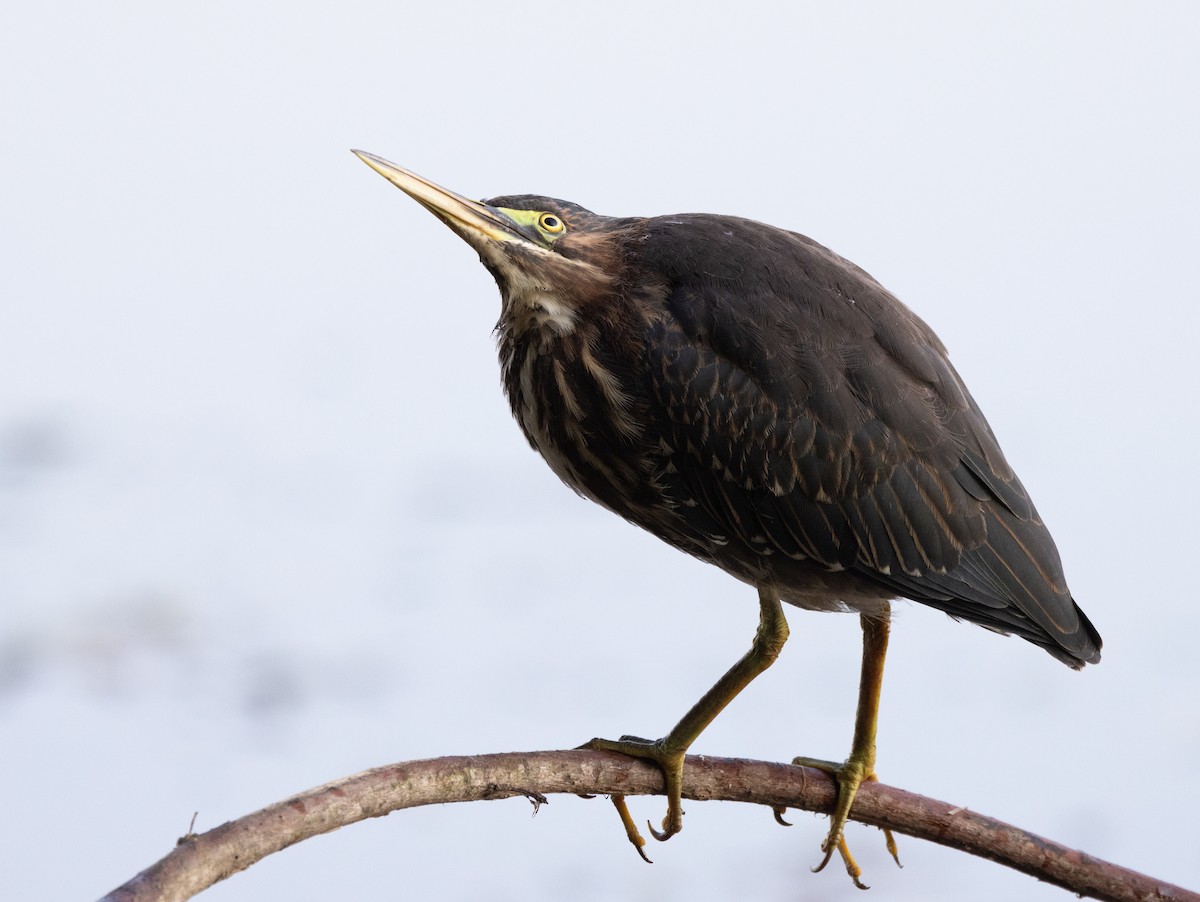 Green Heron - Bryan Henson