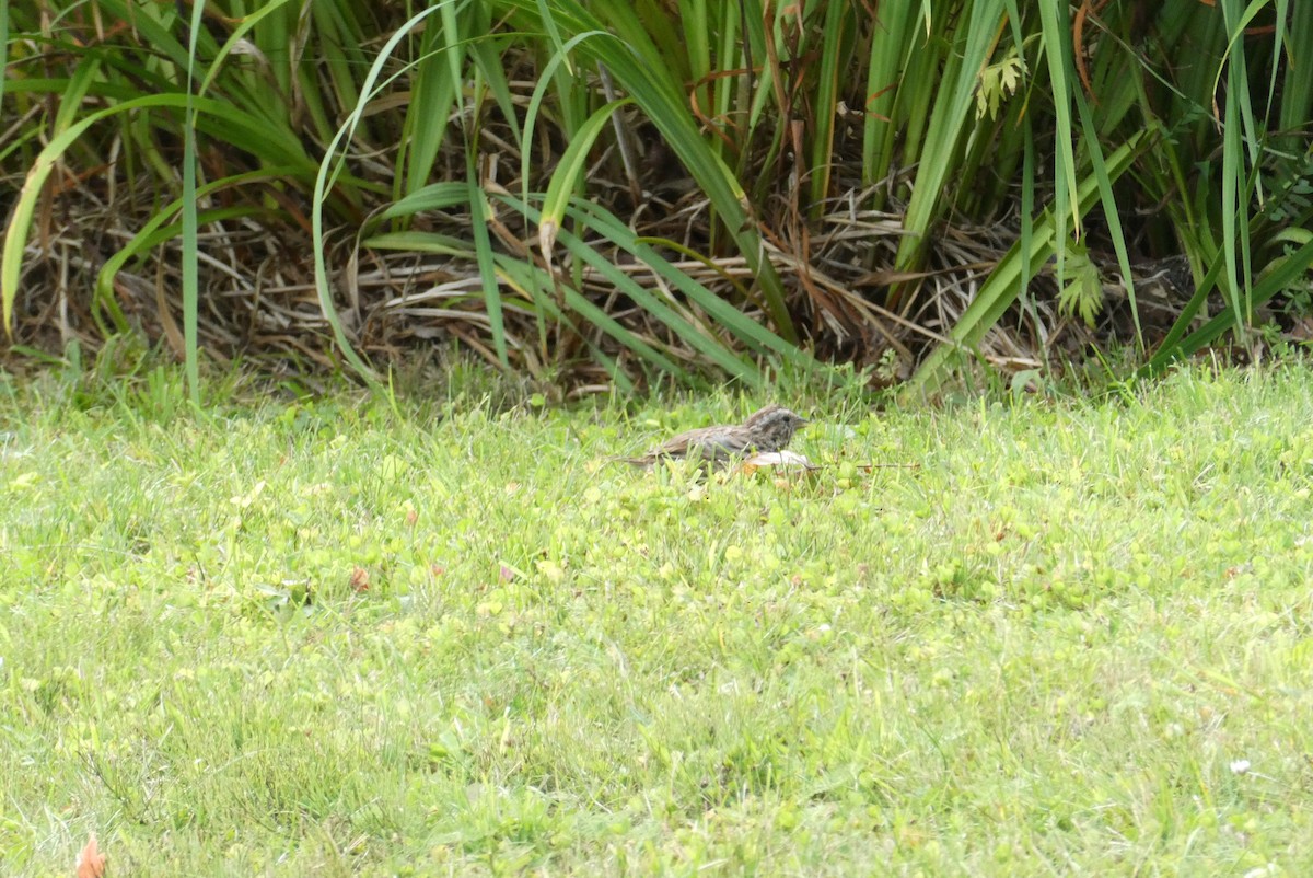 ウタスズメ - ML623772723