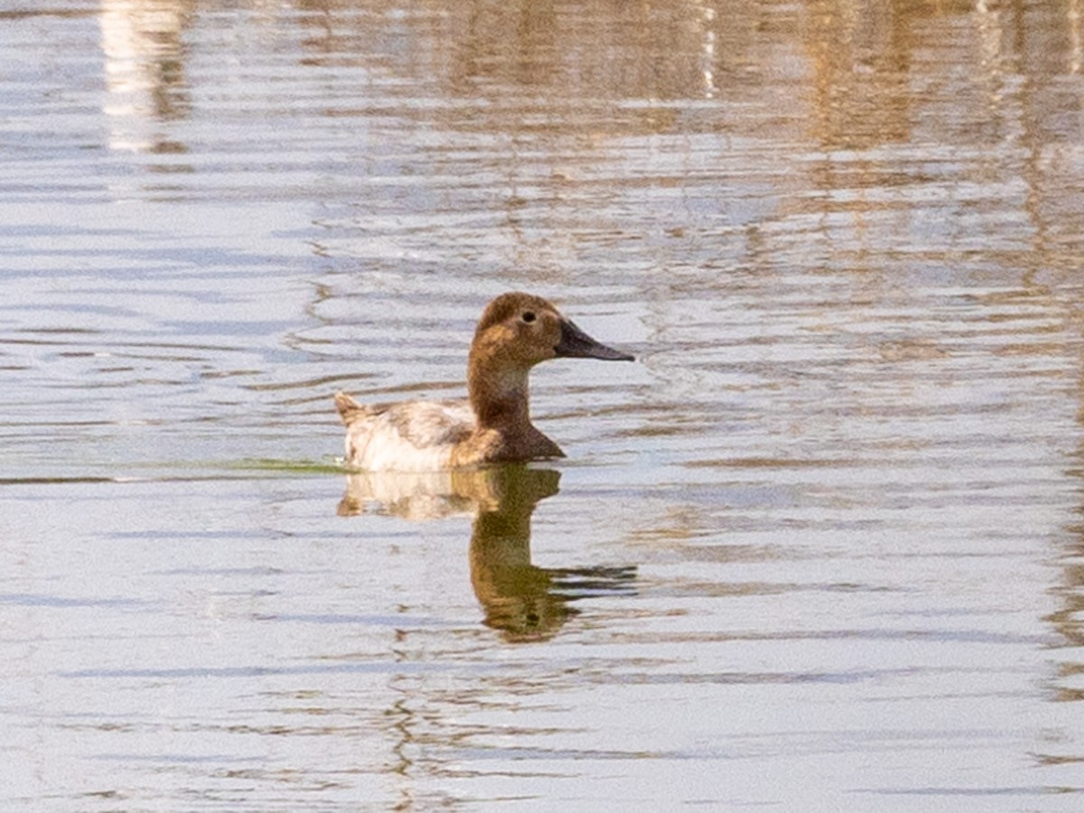 Canvasback - ML623772758