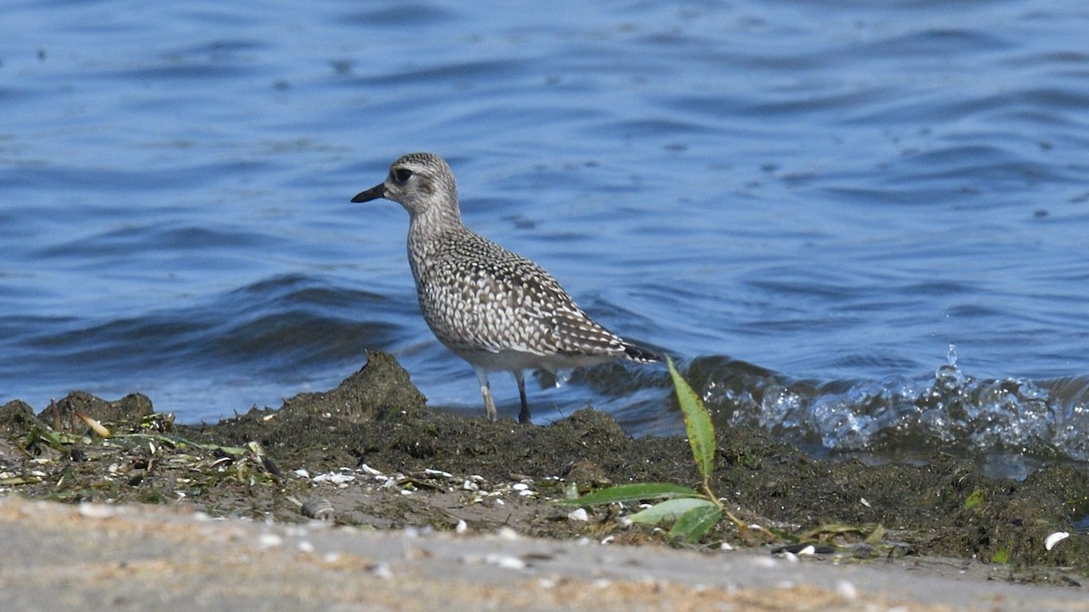 Black-bellied Plover - Dominic Sherony