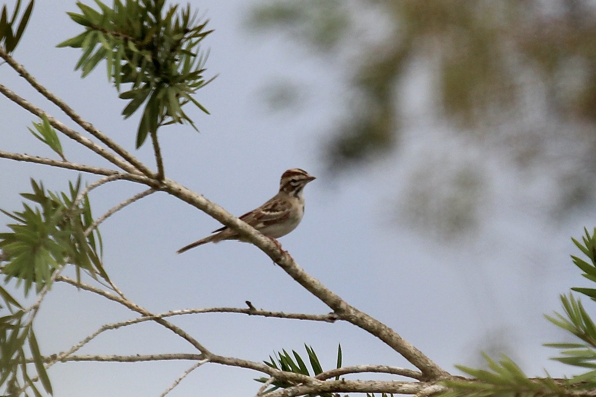 Lark Sparrow - ML623772807